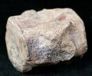 Champsosaurus Vertebrae (Cretaceous Reptile) #12698-1